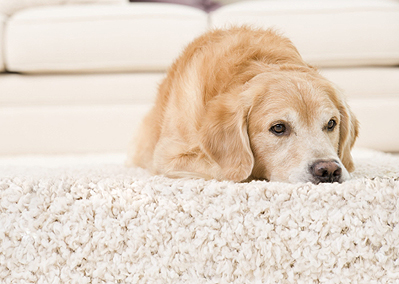 Pet urine on sale odor